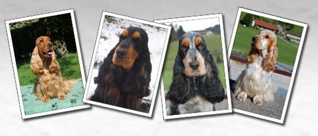 Quelques cocker spaniel anglais de l'élevage de Syringa