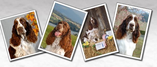 Quelques springer spaniel anglais de l'élevage de Syringa