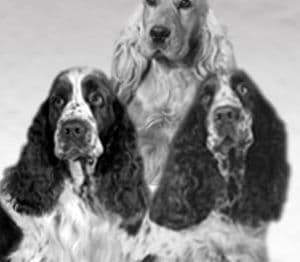 Trois spaniels anglais de l'élevage de Syringa, portrait d'archive en noir et blanc